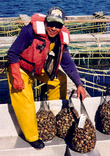 Clams bagged and ready for market