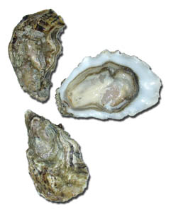 Farmed oysters