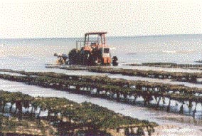 Harvesting Oysters in France