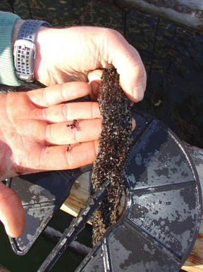 Mussel seed collection