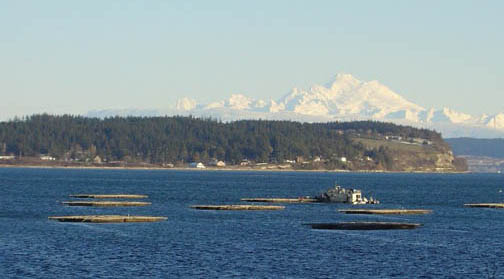 Mussel Harvest Barge