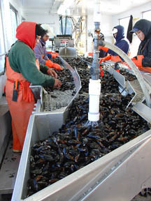 Inspection of mussels