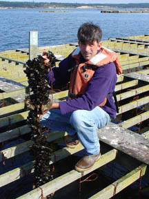 Farm Manager Tim Jones with a harvest size mussel line.