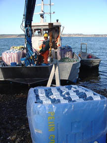 Off loading mussels