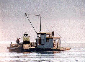 Oyster Dredge