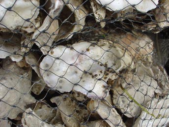 Oyster Spat on Mother Shell